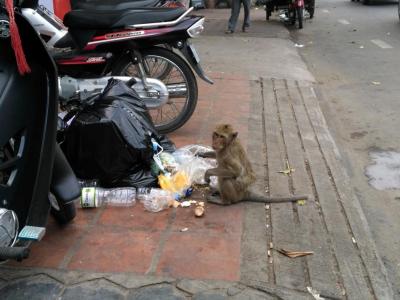 singes gourmands de Phnom Penh