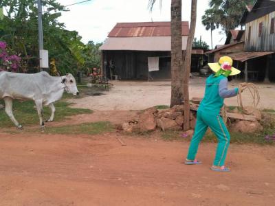 Une vache dans la région de kampot