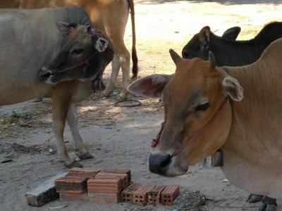 Les vaches de thakhek