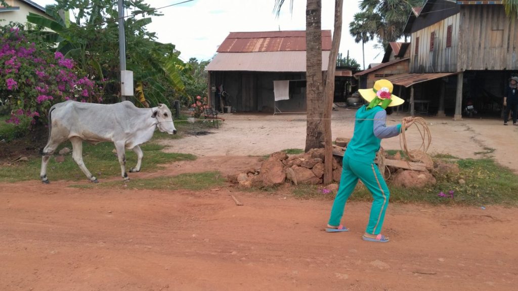 En route vers Kep beach nous croisons une vache et sa fermière