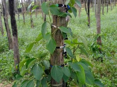 Kampot : un poivrier