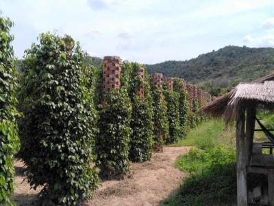 Plantations de poivre à Kampot