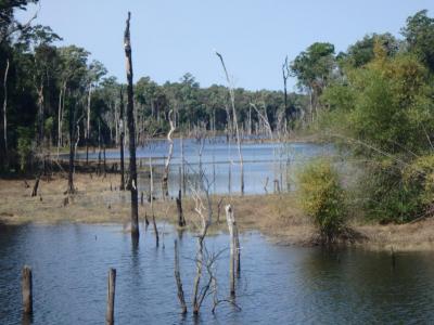 où des arbres de toutes les tailles poussent dans une eau souvent trouble