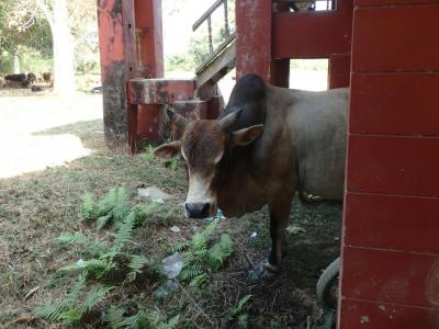 Vang Vieng : tubing, silver cliff et la ferme organique