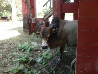 Vang Vieng : tubing, silver cliff et la ferme organique