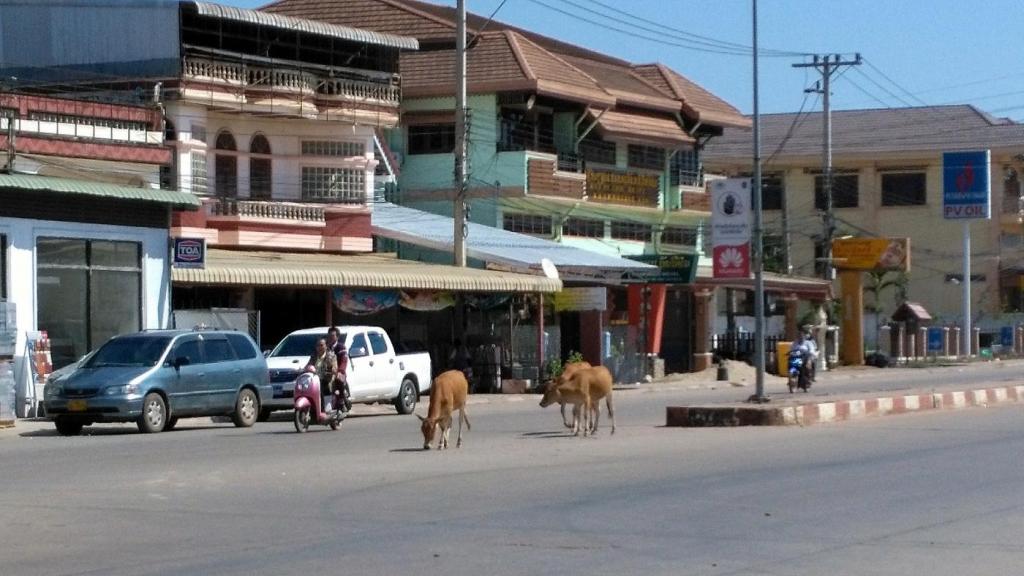 La promenade des vaches dans le centre de Thakhet