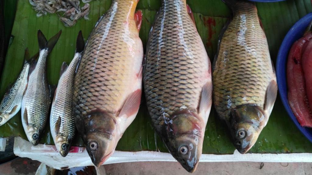 Marché de Luang Nantha : poissons frais