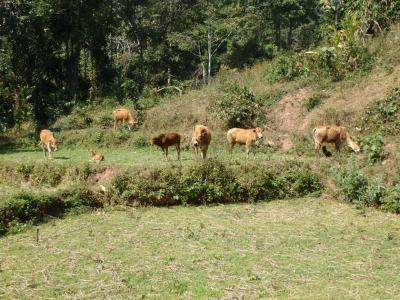 Petit cheptel de vaches