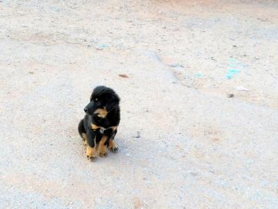 Chien mignon à Oudomxay