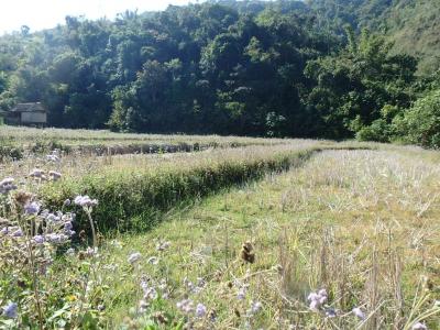 Paysage champêtre région de Muang La