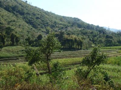 Paysage région de Muang La