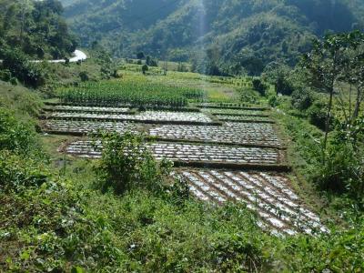 Plantation dans la région de Muang La